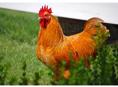 Продаются петухи 