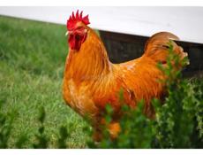 Продаются петухи 