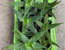 Цветы Алоэ Вера