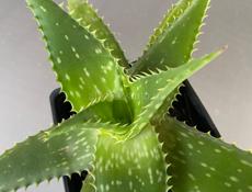 Цветы Алоэ Вера