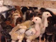 Продаю крупных 2 недели цыплят мясо яичной породы