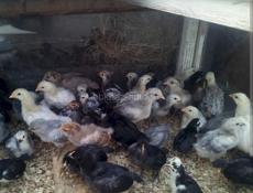 Продаю крупных 2 недели цыплят мясо яичной породы