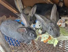 Продам крольчат великанов