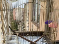 Большая клетка