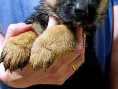 Продаются щенки немецкой овчарки