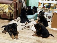 Продаются щенки немецкой овчарки