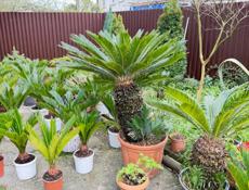 Пальма саговая