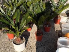 Пальма саговая