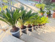 Пальма саговая