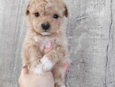 Щенки пуделя и мальтипу