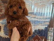 Щенки пуделя и мальтипу