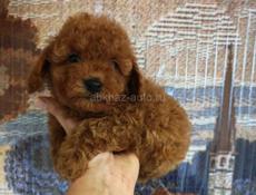 Щенки пуделя и мальтипу