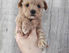 Щенки пуделя и мальтипу