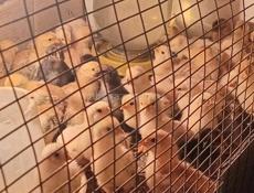 Продам цеплят 