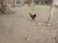Продаю петушков