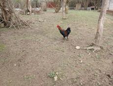 Продаю петушков