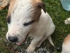 Отдам щенка в добрые руки девочка