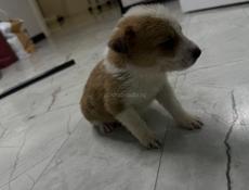 Отдам щенка в добрые руки девочка