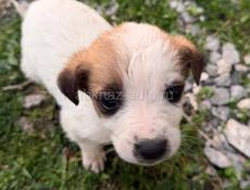 Отдам щенка в добрые руки девочка