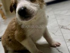 Отдам щенка в добрые руки девочка