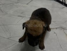 Отдам девочку щенка в добрые руки 