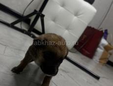 Отдам девочку щенка в добрые руки 