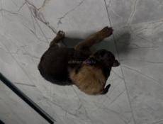 Отдам девочку щенка в добрые руки 