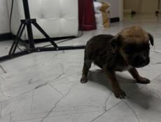 Отдам девочку щенка в добрые руки 