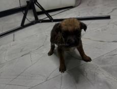 Отдам девочку щенка в добрые руки 