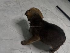 Отдам девочку щенка в добрые руки 