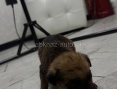 Отдам девочку щенка в добрые руки 