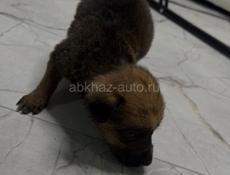 Отдам девочку щенка в добрые руки 