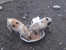 Продаю поросят