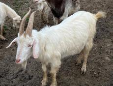 Козлы двух годичный и годовалый 