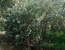 Продам саженцы Фейхоа