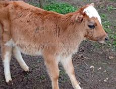 Телка почти 4 месяца мать малочная сама пасетса иногда паткармлевю крмам уже можно и не давать корм трава пошла