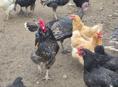 Индюшки, куры, петухи