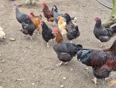 Индюшки, куры, петухи
