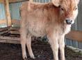 Бычок болши 3 месяцев сам псетса малако не даю