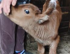 Мальчик 20 дней