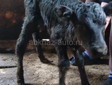 Девочка 10 дней