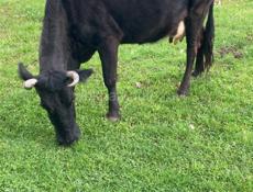 Продается корова 