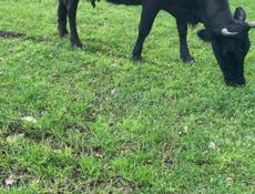 Продается корова 