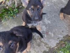 Немецкая овчарка