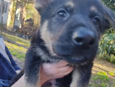 Немецкая овчарка