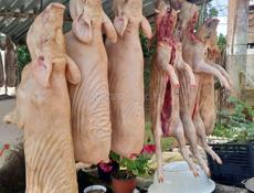 Готовые поросята 