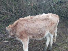 Тёлка 45 50 кг 