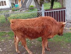 Продается бычок