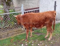 Продается бычок