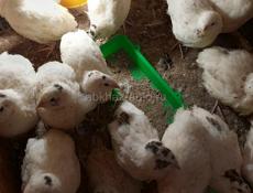 Продаются перепёлки